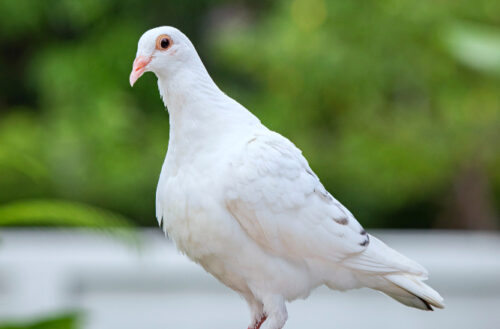 beautiful white bird represent peace 