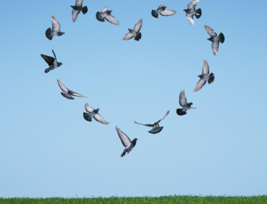 Group of birds are making shape of love for peace day
